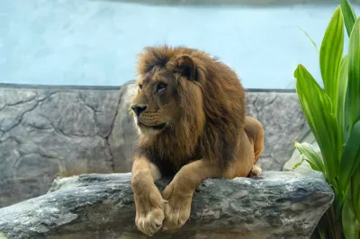 Lion Park Zoo Entry — photo 5